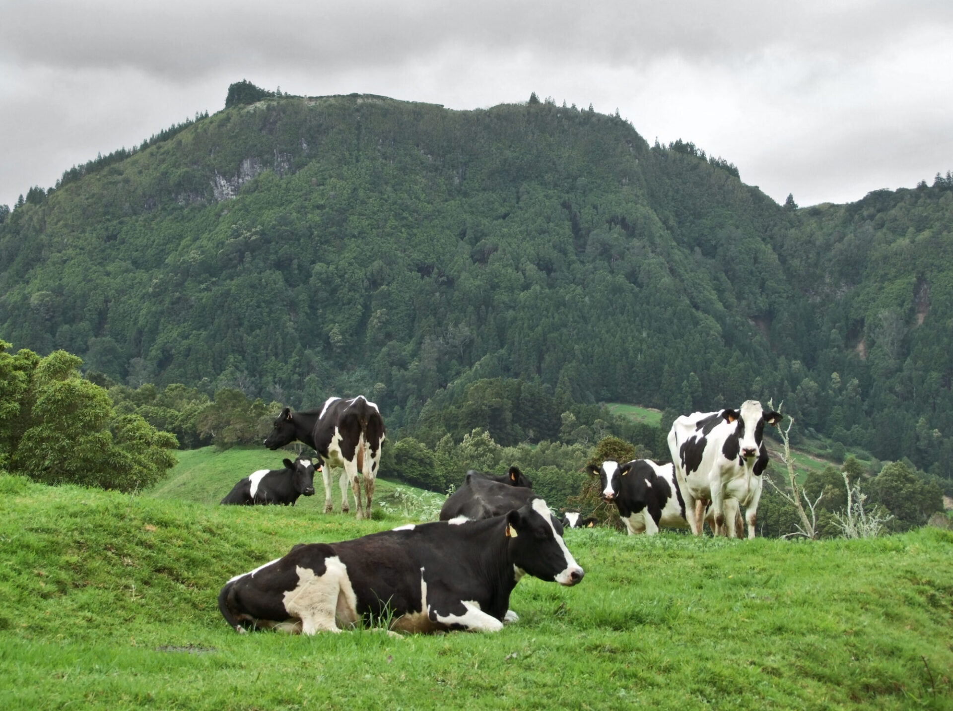 Região Autónoma dos Açores