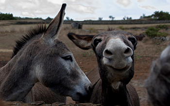 O GABS É MUITO BURRO!!!!!!!!! 